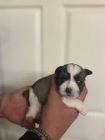 Jack, a male Miniature Schnauzer for sale in Brighton, MO – Photo 2 of 9