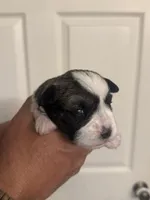 Jack, a male Miniature Schnauzer for sale in Brighton, MO – Photo 7 of 9