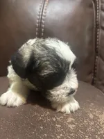 AKC Jack, a male Miniature Schnauzer for sale in Brighton, MO – Photo 4 of 5