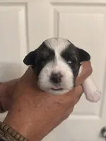 Jack, a male Miniature Schnauzer for sale in Brighton, MO – Photo 5 of 9