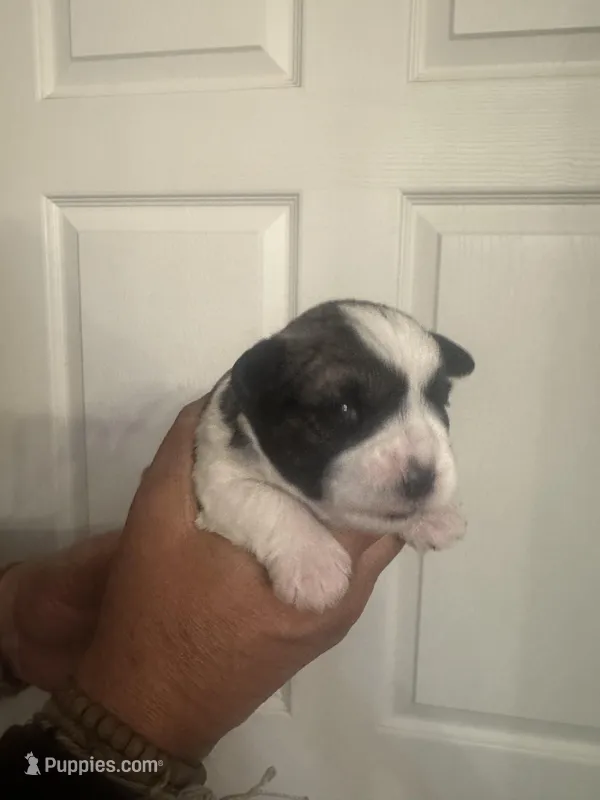 Jack – Miniature Schnauzer puppy for sale in Brighton, MO