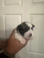 Jack, a male Miniature Schnauzer for sale in Brighton, MO – Photo 1 of 9