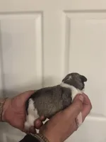 Jack, a male Miniature Schnauzer for sale in Brighton, MO – Photo 3 of 9