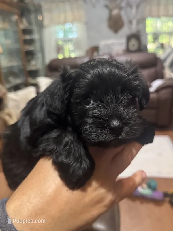 AKC Macie – Miniature Schnauzer puppy for sale in Brighton, MO