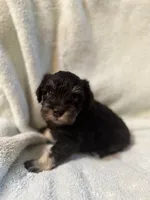 AKC Matilda, a female Miniature Schnauzer for sale in Brighton, MO – 2 of 8