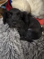 AKC solid black Maddie, a female Miniature Schnauzer for sale in Brighton, MO – 3 of 10