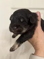Matilda, a female Miniature Schnauzer for sale in Brighton, MO – 4 of 10