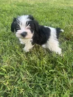 AKC Hailey, a female Miniature Schnauzer for sale in Brighton, MO – 2 of 10