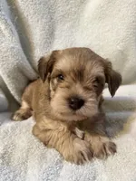 AKC Sam, a male Miniature Schnauzer for sale in Brighton, MO – 6 of 10