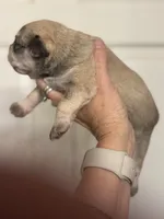 Sam, a male Miniature Schnauzer for sale in Brighton, MO – 6 of 9