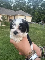 AKC Hailey, a female Miniature Schnauzer for sale in Brighton, MO – 6 of 10