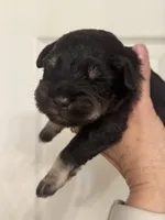 Matilda, a female Miniature Schnauzer for sale in Brighton, MO – 3 of 10