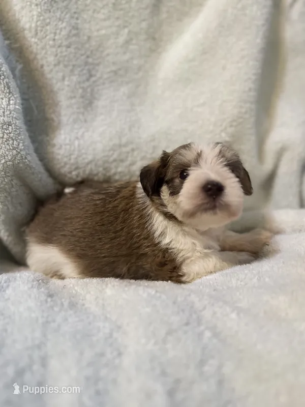 AKC Oliver – Miniature Schnauzer puppy for sale in Brighton, MO