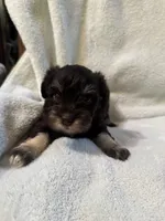 AKC Matilda, a female Miniature Schnauzer for sale in Brighton, MO – 7 of 8