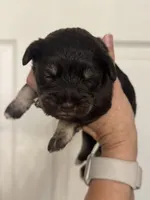 Matilda, a female Miniature Schnauzer for sale in Brighton, MO – 8 of 10