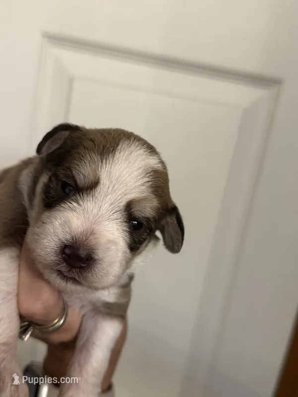 Oliver – Miniature Schnauzer puppy for sale in Brighton, MO