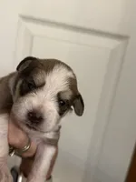 Oliver, a male Miniature Schnauzer for sale in Brighton, MO – 1 of 9