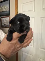 AKC Allie, a female Miniature Schnauzer for sale in Brighton, MO – Photo 4 of 8