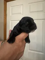 AKC Allie, a female Miniature Schnauzer for sale in Brighton, MO – Photo 6 of 8