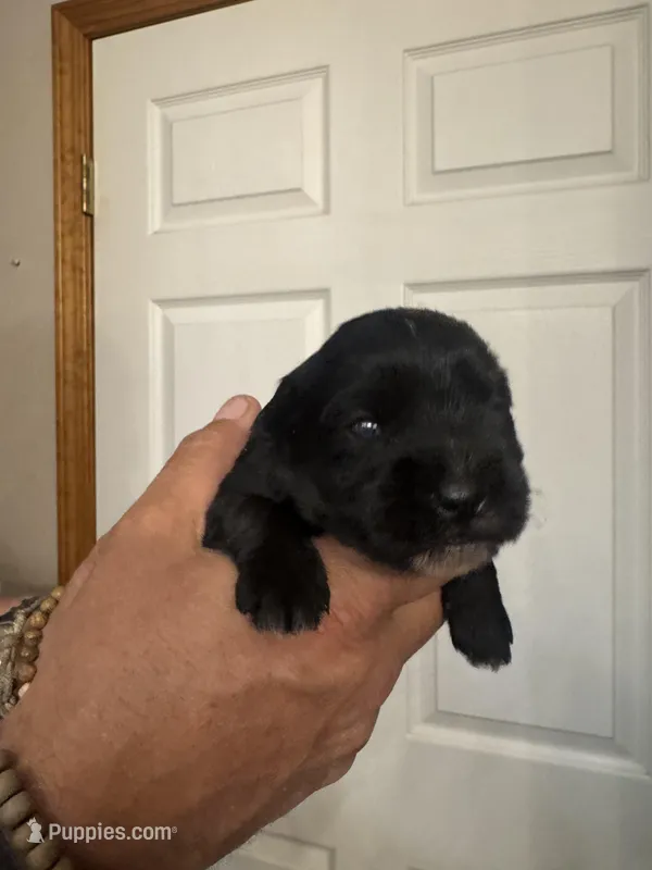 AKC Allie – Miniature Schnauzer puppy for sale in Brighton, MO