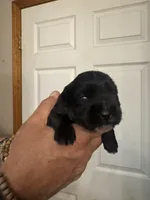 AKC Allie, a female Miniature Schnauzer for sale in Brighton, MO – Photo 1 of 8