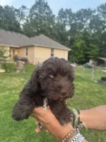 AKC Chocolate Colby, a male Miniature Schnauzer for sale in Brighton, MO – 2 of 10