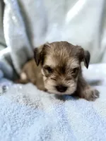 AKC Maggie, a female Miniature Schnauzer for sale in Brighton, MO – 4 of 10