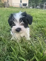 AKC Hailey, a female Miniature Schnauzer for sale in Brighton, MO – 3 of 10