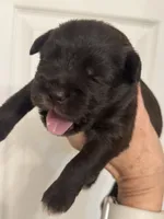 Steffie, a female Miniature Schnauzer for sale in Brighton, MO – 4 of 5
