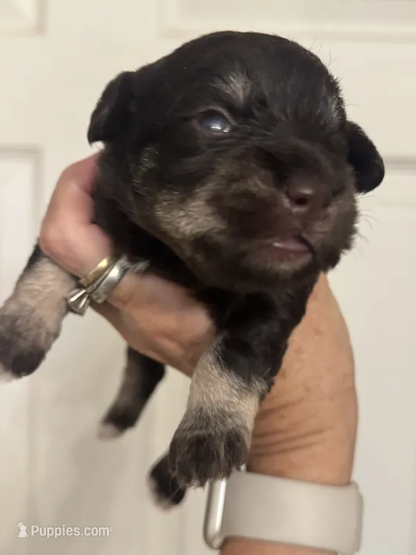 Matilda – Miniature Schnauzer puppy for sale in Brighton, MO
