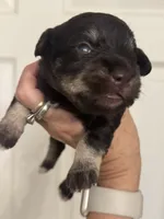 Matilda, a female Miniature Schnauzer for sale in Brighton, MO – 1 of 10