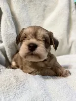 AKC Maggie, a female Miniature Schnauzer for sale in Brighton, MO – 2 of 10