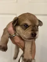 Maggie, a female Miniature Schnauzer for sale in Brighton, MO – 4 of 10