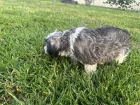 AKC Jack, a male Miniature Schnauzer for sale in Brighton, MO – 10 of 10