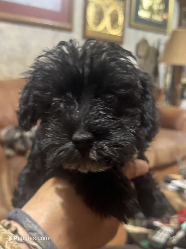 AKC solid black Allie – Miniature Schnauzer puppy for sale in Brighton, MO