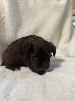 AKC Steffie, a female Miniature Schnauzer for sale in Brighton, MO – 8 of 10