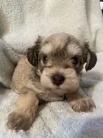 AKC Maggie, a female Miniature Schnauzer for sale in Brighton, MO – 7 of 10