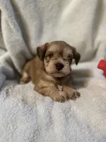 AKC Sam, a male Miniature Schnauzer for sale in Brighton, MO – 5 of 10