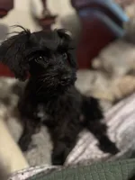 AKC solid black Maddie, a female Miniature Schnauzer for sale in Brighton, MO – 6 of 10