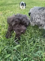 AKC Chocolate Colby, a male Miniature Schnauzer for sale in Brighton, MO – 6 of 10