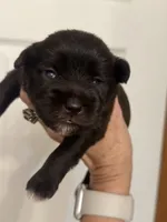 Steffie, a female Miniature Schnauzer for sale in Brighton, MO – 5 of 5