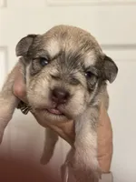 Sam, a male Miniature Schnauzer for sale in Brighton, MO – 3 of 9