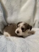 AKC Oliver, a male Miniature Schnauzer for sale in Brighton, MO – 9 of 10