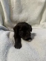 AKC Steffie, a female Miniature Schnauzer for sale in Brighton, MO – 5 of 10