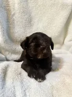 AKC Steffie, a female Miniature Schnauzer for sale in Brighton, MO – 4 of 10