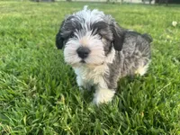 AKC Jack, a male Miniature Schnauzer for sale in Brighton, MO – 7 of 10