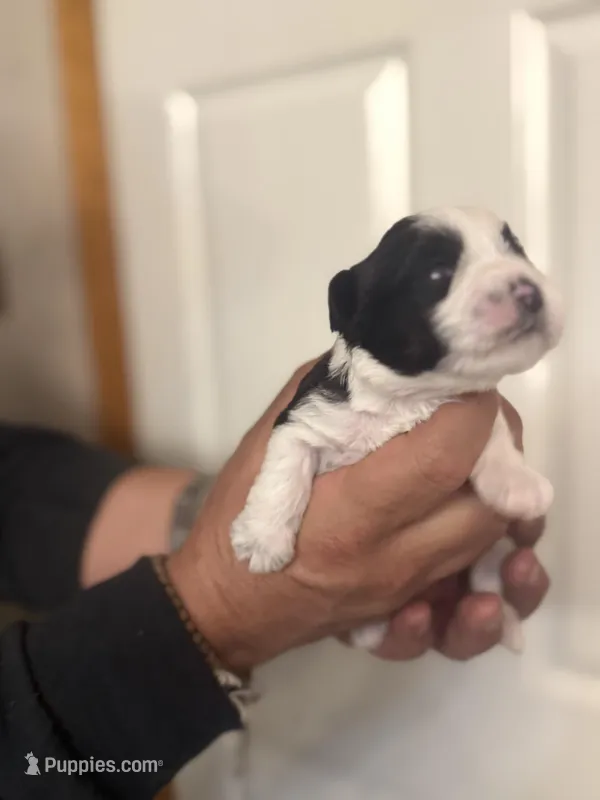 Hailey – Miniature Schnauzer puppy for sale in Brighton, MO