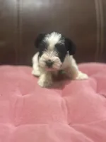 AKC Hailey, a female Miniature Schnauzer for sale in Brighton, MO – Photo 4 of 6