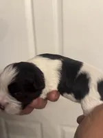 Hailey, a female Miniature Schnauzer for sale in Brighton, MO – Photo 9 of 10