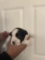 Hailey, a female Miniature Schnauzer for sale in Brighton, MO – Photo 6 of 10